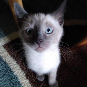 Meet your Posher, Connie